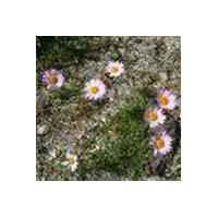 Large picture Tatarian Aster Extract