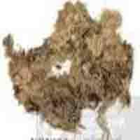 Large picture Sphagnum Teres P.E.