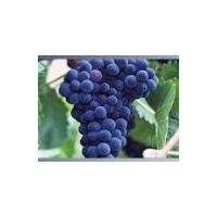 Large picture Vitis vinifera Extract(huping@nutra-max.com)