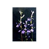 Large picture Lobelia inflata L. Extract
