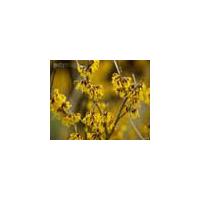 Large picture Hamamelis virginiana L. Extract