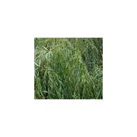 Large picture Salix alba L. Extract