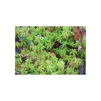 Large picture sphagnum palustre extract