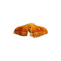 Large picture male silk moth extract