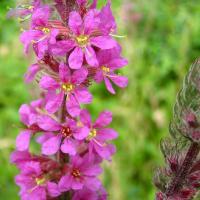 Large picture Lythrum salicaria Extract