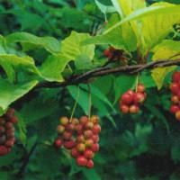Large picture Schisandra chinensis extract