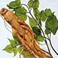 Large picture Ginseng P.E.