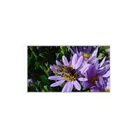 Large picture Tatarian aster extract (info3@sports-ingredient.co