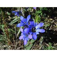Large picture gentian extract  (info3@sports-ingredient.com)