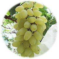 Large picture white grape Juice Concentrate