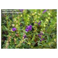 Large picture Scutellaria baicalensis Extract