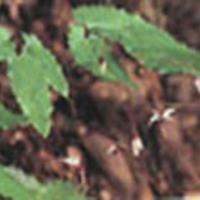 Large picture Elderberry Extract