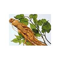 Large picture Ginseng P.E.