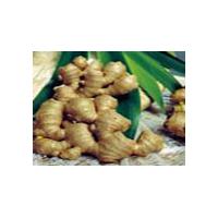 Large picture Ginger Root P.E.