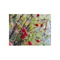 Large picture Rose Hip P.E.
