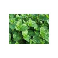 Large picture Peppermint Extract
