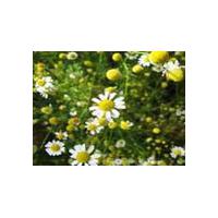 Large picture Chamomile Extract