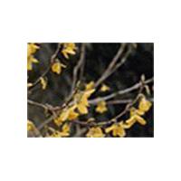 Large picture Fructus Forsythiae Oil