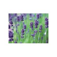 Large picture Lavender Oil