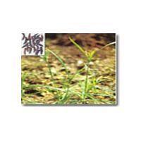 Large picture Cyperus rotundus Linn Oil