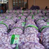Large picture Shandong garlic