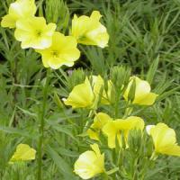 Large picture Evening Primrose P.E.(Oenothera biennis Linn.)