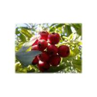 Large picture Hawthorn fruit P.E.( Fructus Crataegi)