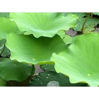 Large picture Lotus Leaf P.E.--yysale4