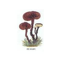 Large picture Reishi Mushroom Extract (Ganoderma lucidum)