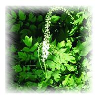 Large picture Black Cohosh P.E  sweetyhuir(at)hotmail(dot)com