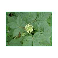 Large picture Siberian Ginseng P.E. sweetyhuir(at)gmail(.)com