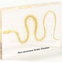 Large picture Embedded Specimen - Non-venomous Snake Skeleton