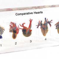 Large picture Educational Embedded Specimen - Comparative Hearts