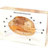 Large picture Educational Specimen -Marine Clam Dissection
