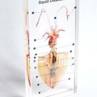 Large picture Educational Embedded Specimen - Squid Dissection