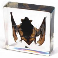 Large picture Educational Embedded Specimen - Bat