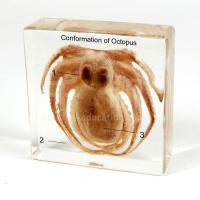 Large picture Biology Specimen - Conformation of Octopus