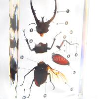 Large picture Biology Specimen - Disassembly of Spade beetle