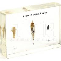 Large picture Insect Specimen - Types of Insect Pupae