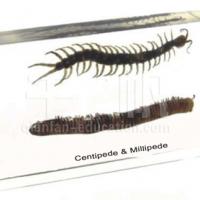 Large picture Insect Specimen - Centipede & Millipede