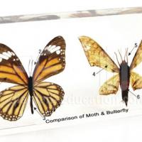 Large picture Insect Specimen - Comparison of Moth & Butterfly