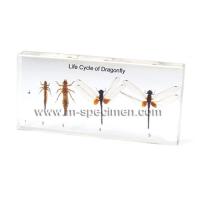 Large picture Biology Specimen - Life Cycle of Dragonfly