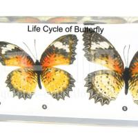 Large picture Biology Specimen - Life Cycle of Butterfly