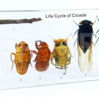 Large picture Biology Specimen - Life Cycle of Cicada