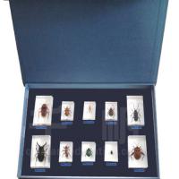 Large picture Biology Specimen - 10 Kinds of Pests
