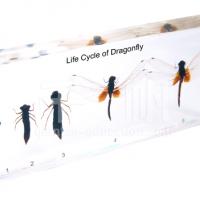 Large picture Kids Biology Specimen - Life Cycle of Dragonfly