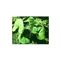 Large picture Asari/Wild Ginger Extract