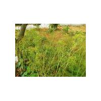 Large picture sweet fennel extract
