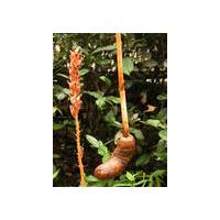 Large picture gastrodia extract