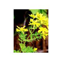 Large picture St.Johns Wort Extract